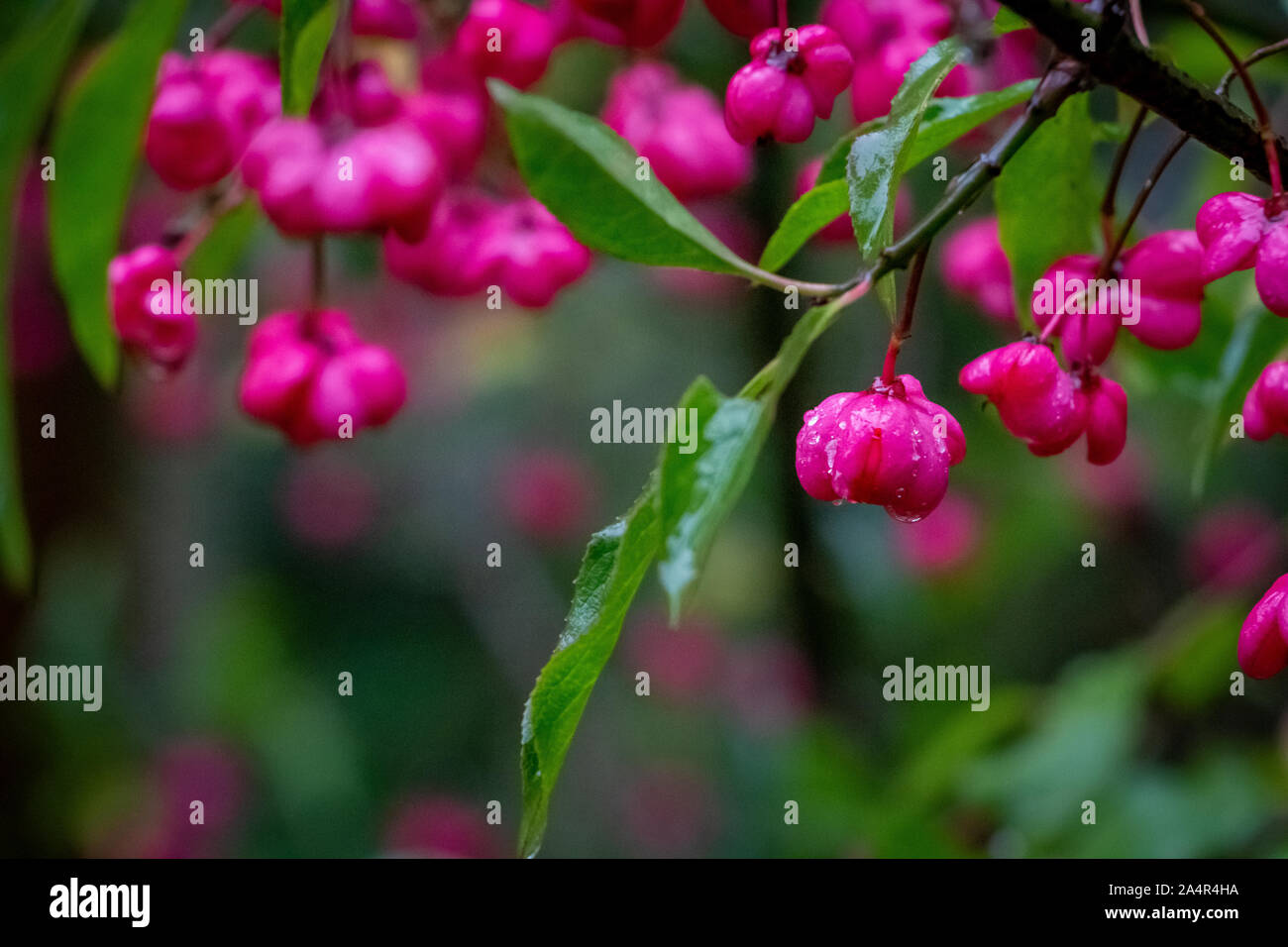 Bellissima pianta di mandrino, nome latino Euonymus europaeus nel selvaggio, la foto è stata scattata in Belgio Foto Stock