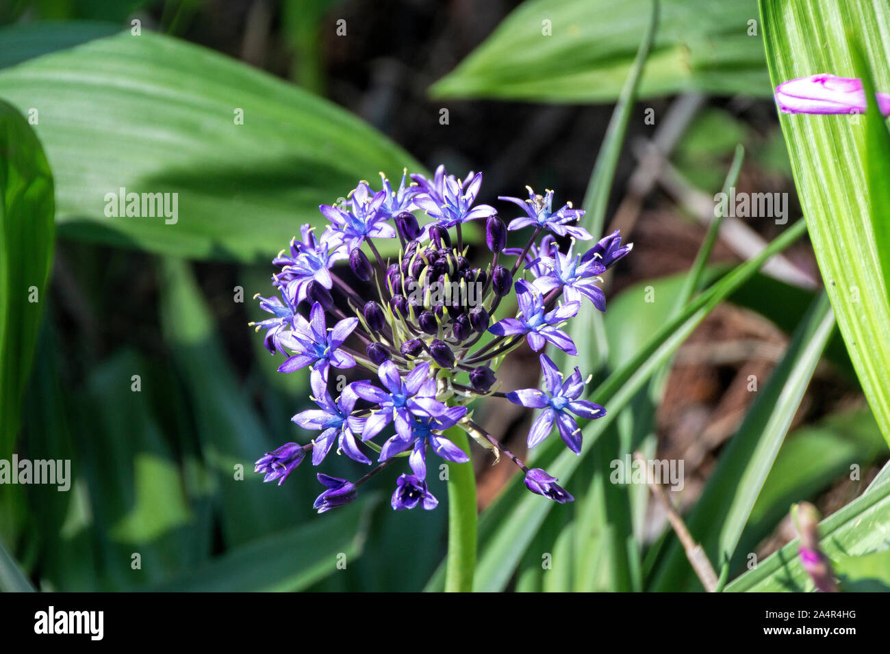 Bletilla Hyacinthina Foto Stock
