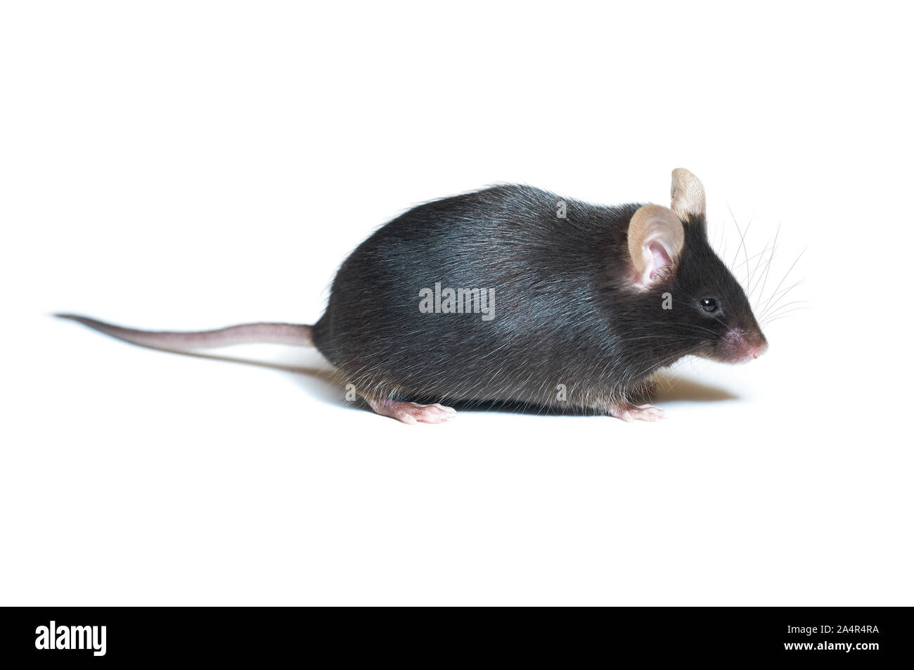 Adulto mouse nero, primo piano. Animale isolato su sfondo bianco con copy-spazio. Foto Stock