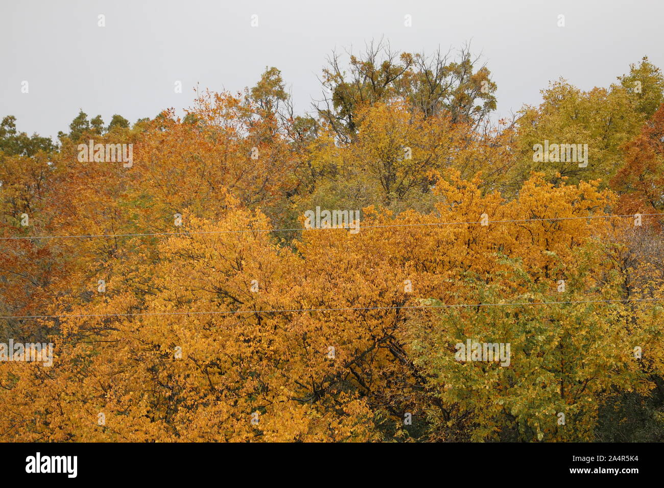 Colorato caduta delle foglie. Foto Stock