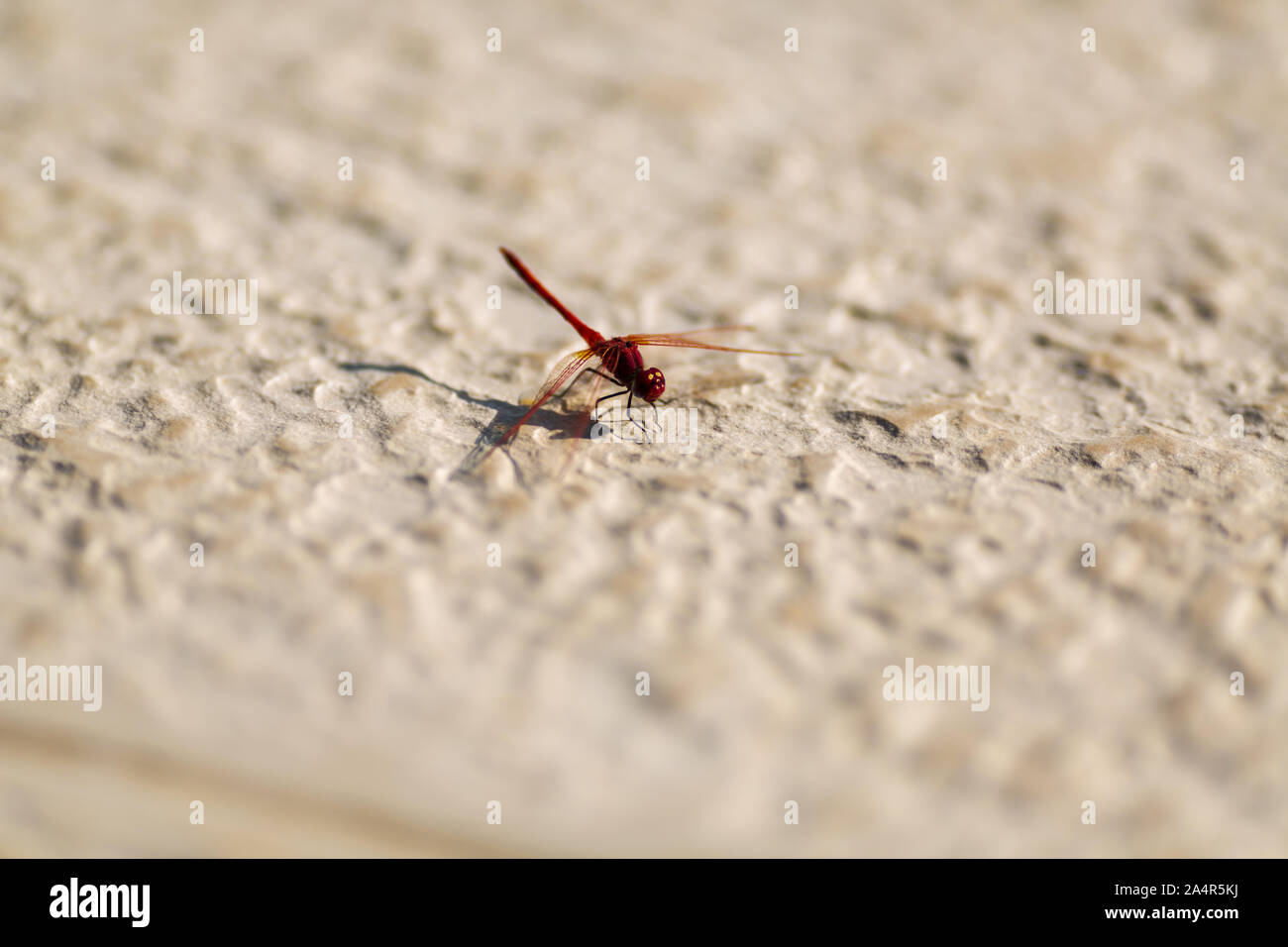 Libellula rossa mangiare su un pavimento marrone Foto Stock