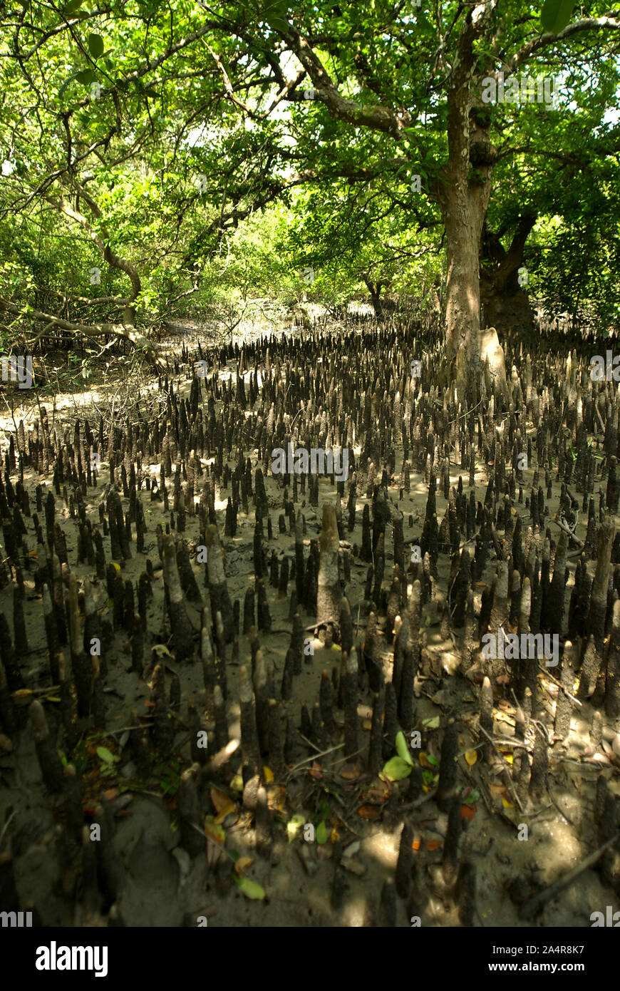 Radici aeree (pneumatofori) di alberi di mangrovia, la Sundarbans, Khulna, Bangladesh. Il 1 aprile 2011. Il nome Sundarban), significato bella foresta, potrebbero essere state derivate dalla dominanza delle specie di mangrovie Heritiera fomes, localmente noto come Sundari (bel) albero a causa della sua eleganza. Un sito Patrimonio Mondiale dell'UNESCO, è la più grande foresta di mangrovie del mondo con una superficie di circa 10.000 chilometri quadrati, 60% dei quali risiede in Bangladesh e il resto nel Bengala occidentale, India. La Sundarbans è la casa del Royal tigre del Bengala e fornisce un ecosistema unico e serie di habitat per un Foto Stock