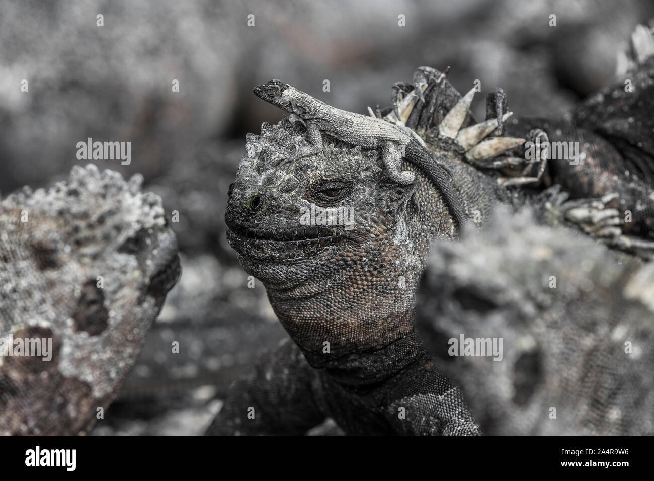 Le Galapagos funny animals - Marine Iguana con lava lizard sulla sua testa al sole su Fernandina Island Espinoza punto. Incredibile fauna selvatica animali su isole Galapagos, Ecuador. Foto Stock