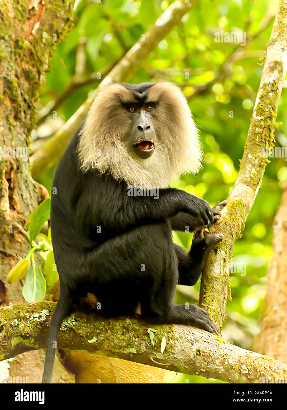 Lion maqaque codato, Macaca silenus a Valparai nel Tamilnadu, India Foto Stock