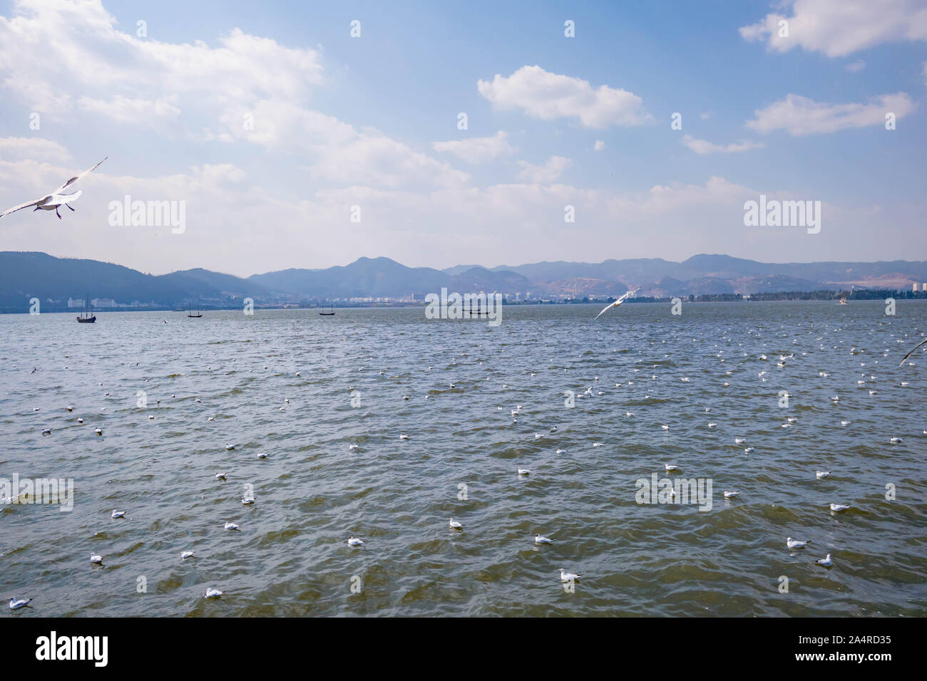 Branchi di rosso-fatturati i gabbiani volare al Lago Dianchi, Cina Foto Stock