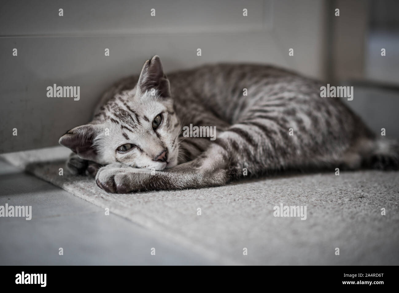 Gatto grigio dormire in morbida moquette Foto Stock