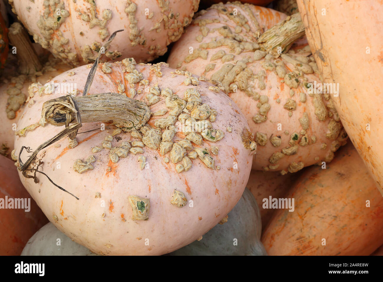 Ecologic, naturali di ortaggi coltivati. Organico, azienda agricola freschi coltivati di zucca. Ecologico vegetale naturale dello sfondo. Sfondo di Halloween. Foto Stock