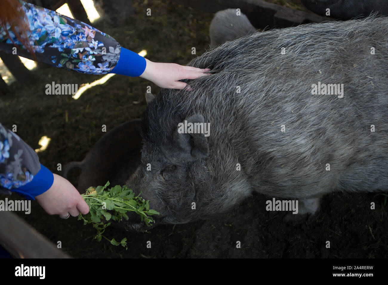 Donna alimenta un suino Foto Stock Donna alimenta un suino Foto Stock