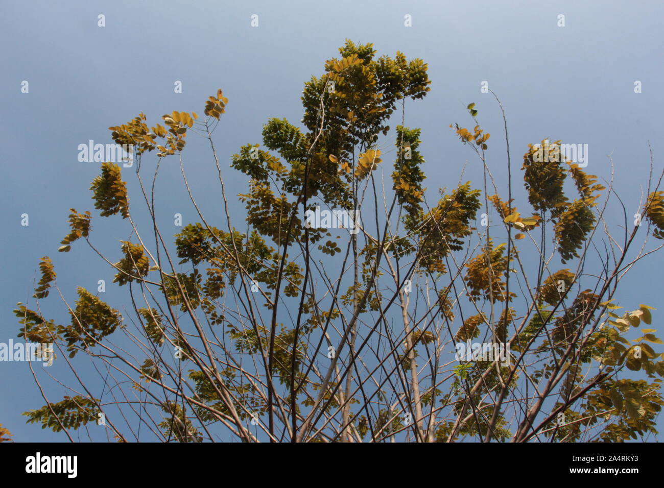 La vita delle piante. Foto Stock