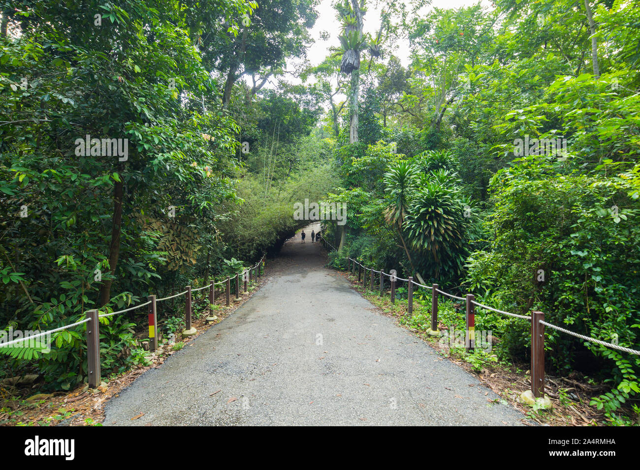 Un confine o un percorso di controllo circondato da piante verdi al Thomson Nature Park di Singapore. Foto Stock