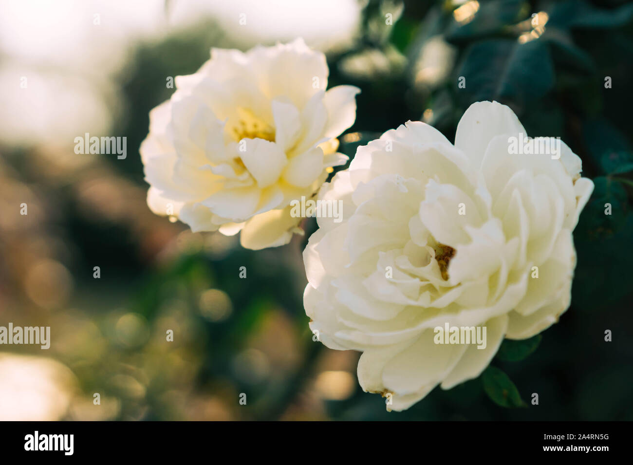 Rose bianche nel giardino con la sfocatura sullo sfondo Foto Stock