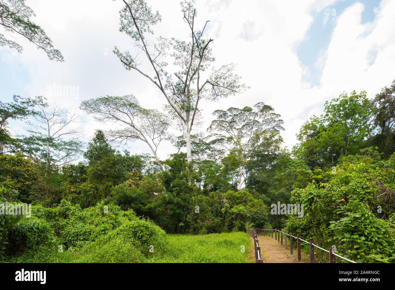 Vecchio albero alto. Percorsi sostenibili per il controllo dei confini. Creare una relazione a lungo termine tra gli esseri umani e la natura. Thomson Nature Park a Singapore. Foto Stock