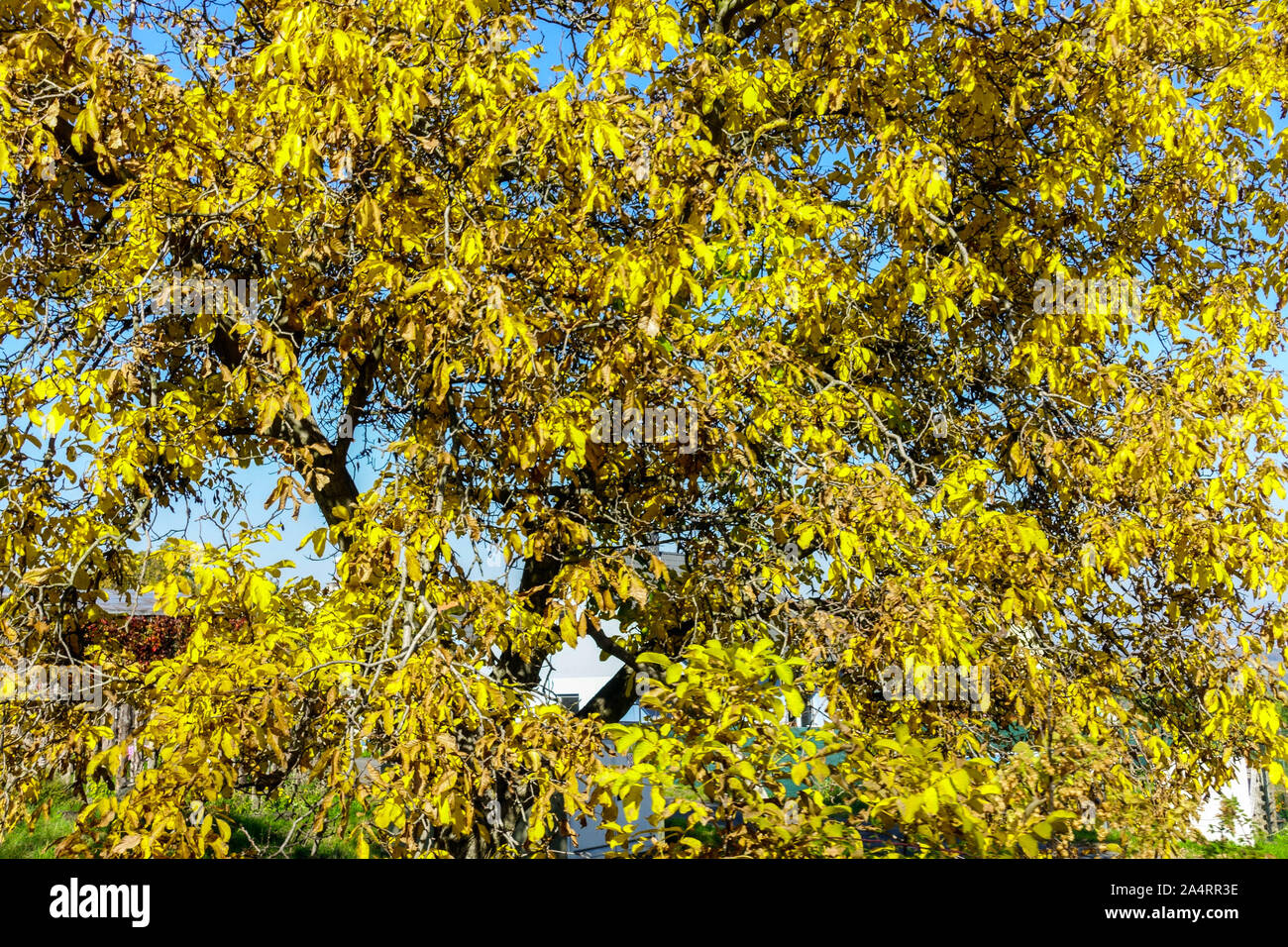 Juglans regia noce albero autunno fogliame albero deciduo Foto Stock