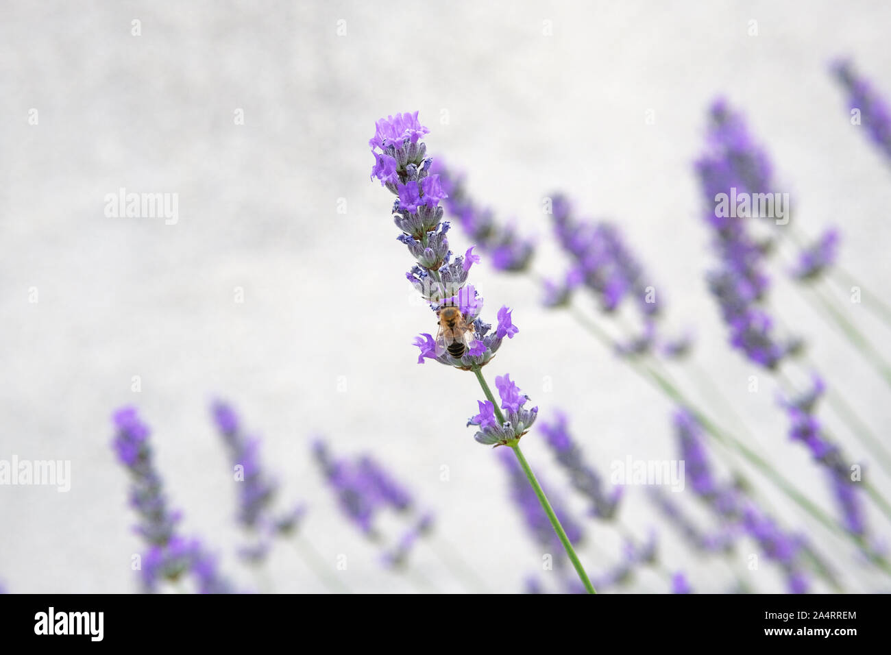 Viola e fiori di lavanda ape sulla natura verde sfondo sfocato. Viole Lavandula per l'erboristeria. Foto Stock