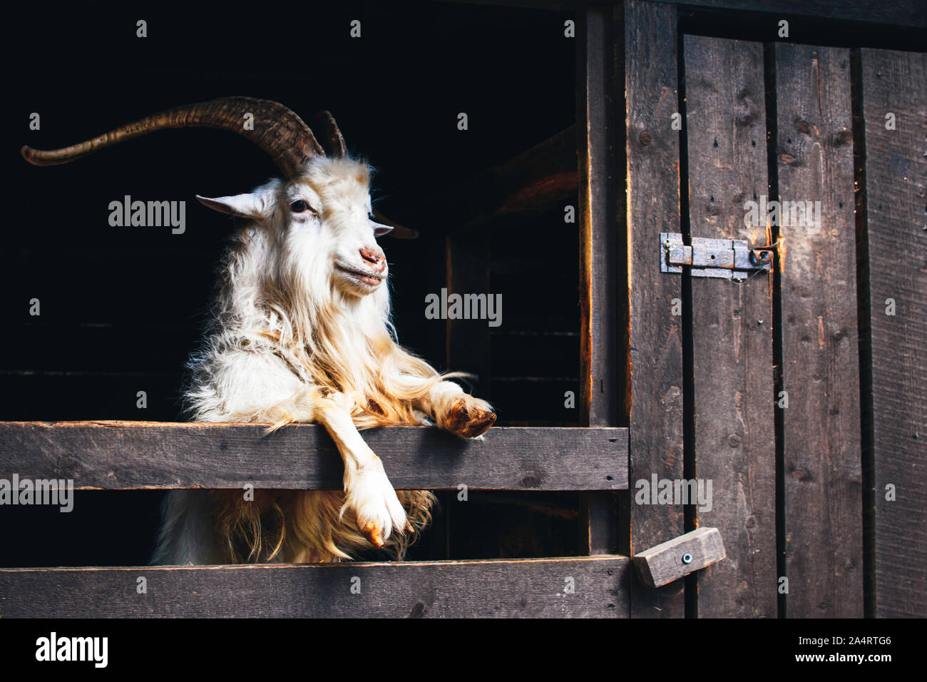 Molto bella capra bianca con lunghe corna e la barba, vive in una fattoria su sfondo scuro. Foto Stock
