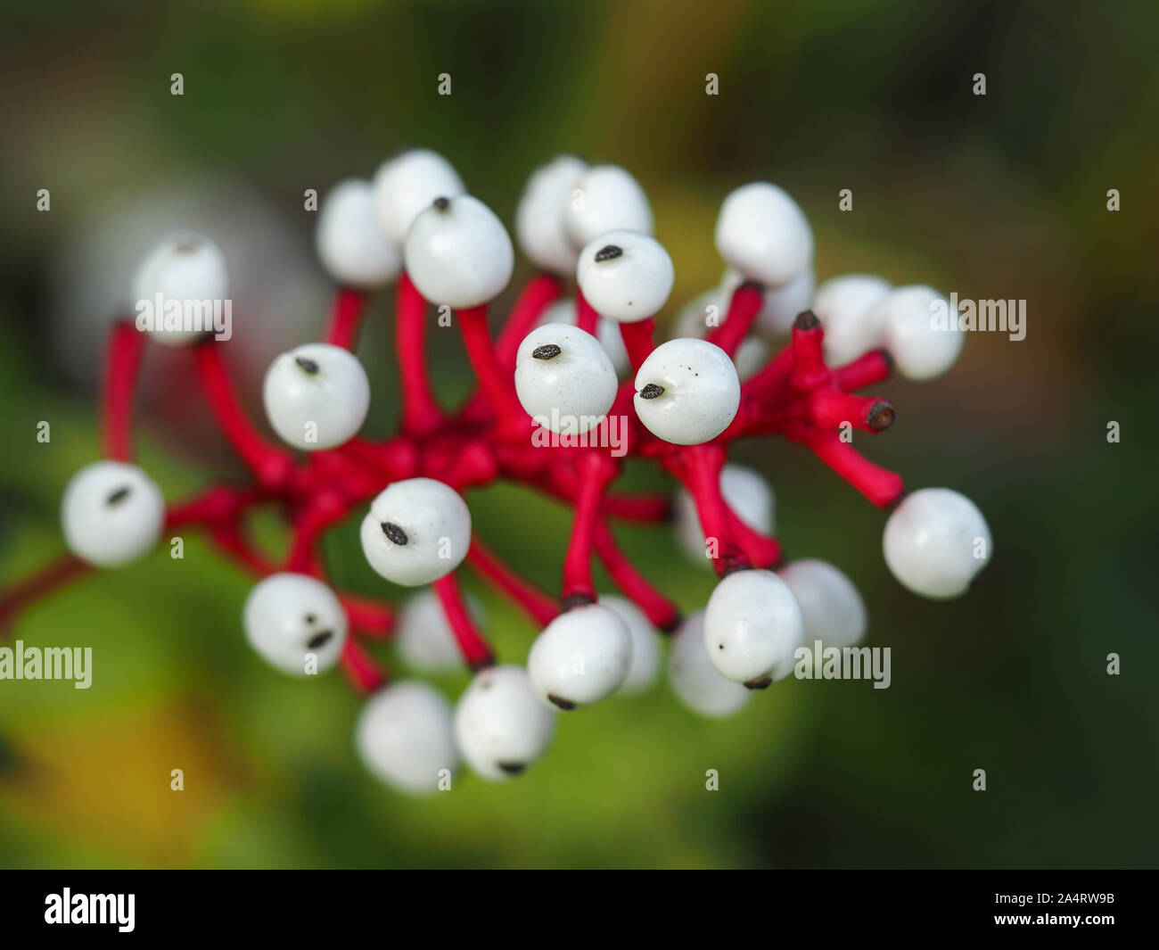 Bacche di colore bianco e rosso gambi di Actaea pachypoda (bianco baneberry) in un giardino di autunno Foto Stock