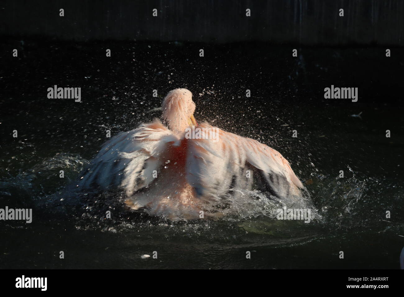 Grande bianco o bianco orientale pelican, pelican ottimistico o white pelican è un uccello della famiglia pellicano.it razze da sud-est Europa attraverso l'Asia un Foto Stock