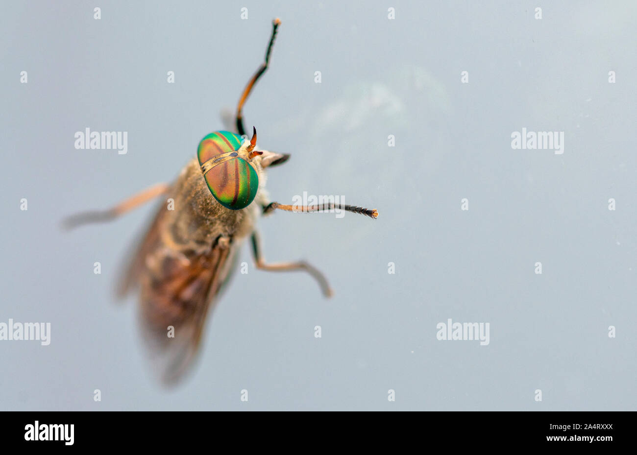 Close up di una mosca focus su gli occhi Foto Stock