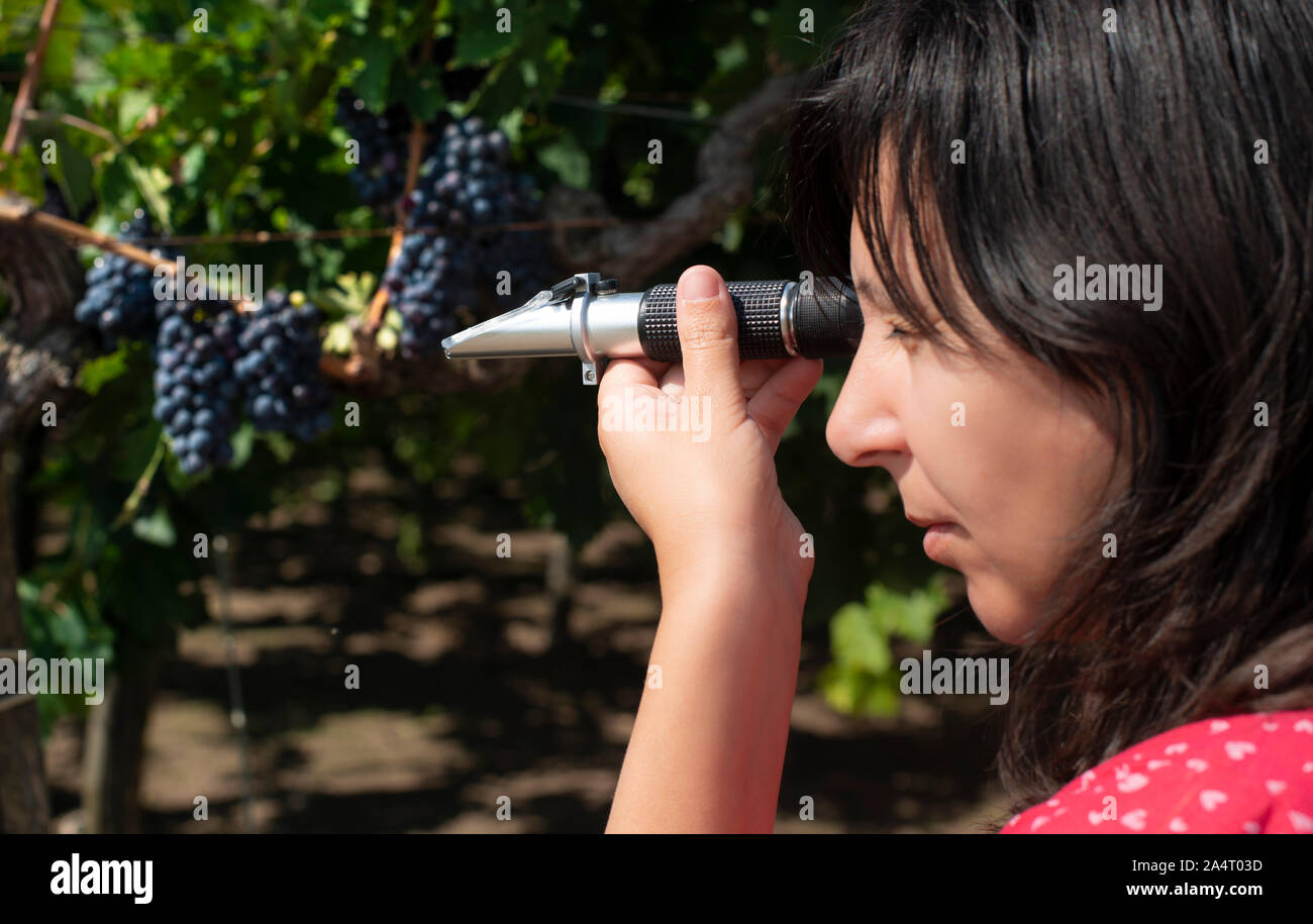 Il contadino le misure il cui tenore di zuccheri delle uve con rifrattometro. Dispositivo per la misurazione dello zucchero in uva. Da uve a bacca rossa. Foto Stock