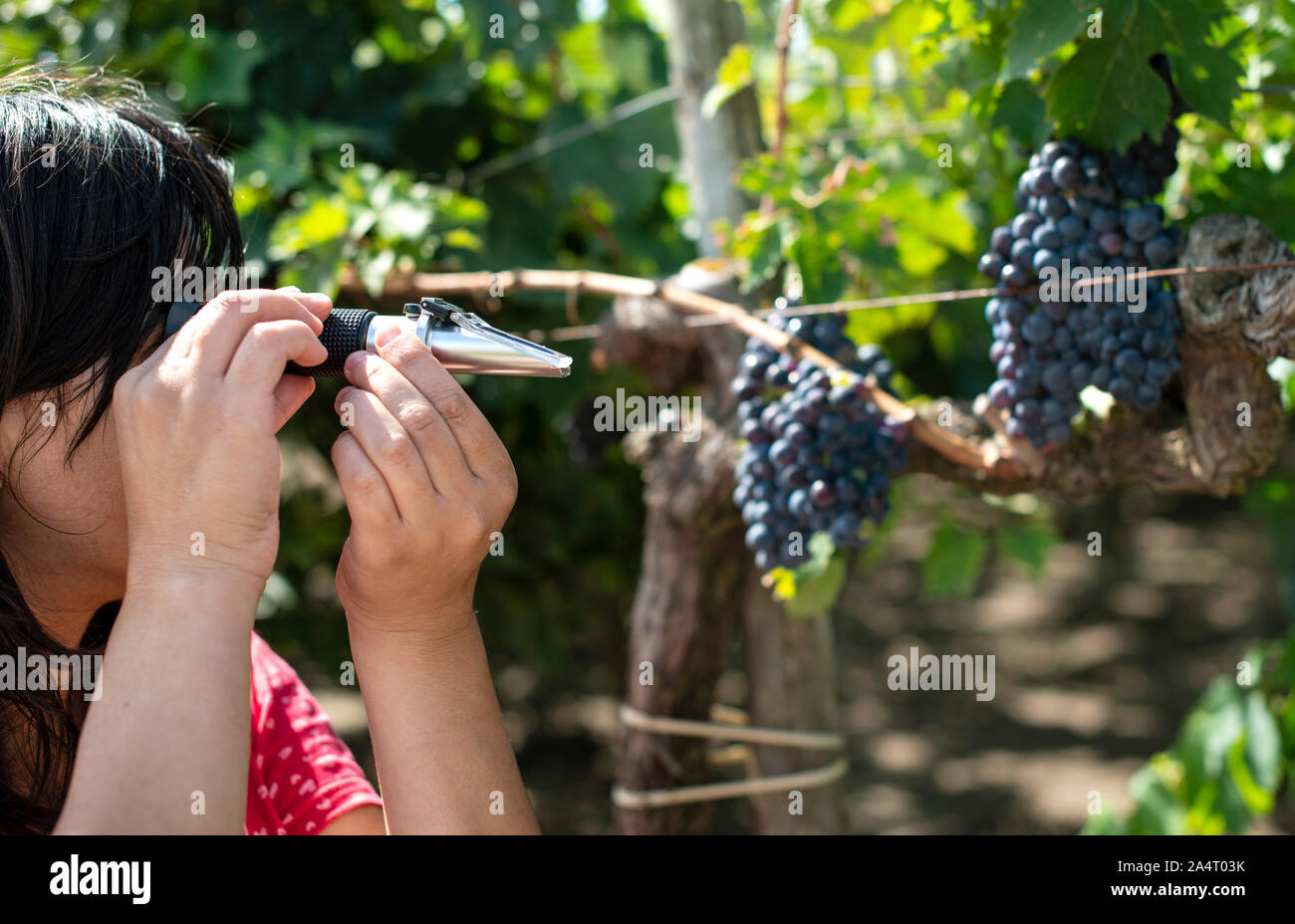Il contadino le misure il cui tenore di zuccheri delle uve con rifrattometro. Dispositivo per la misurazione dello zucchero in uva. Da uve a bacca rossa. Foto Stock