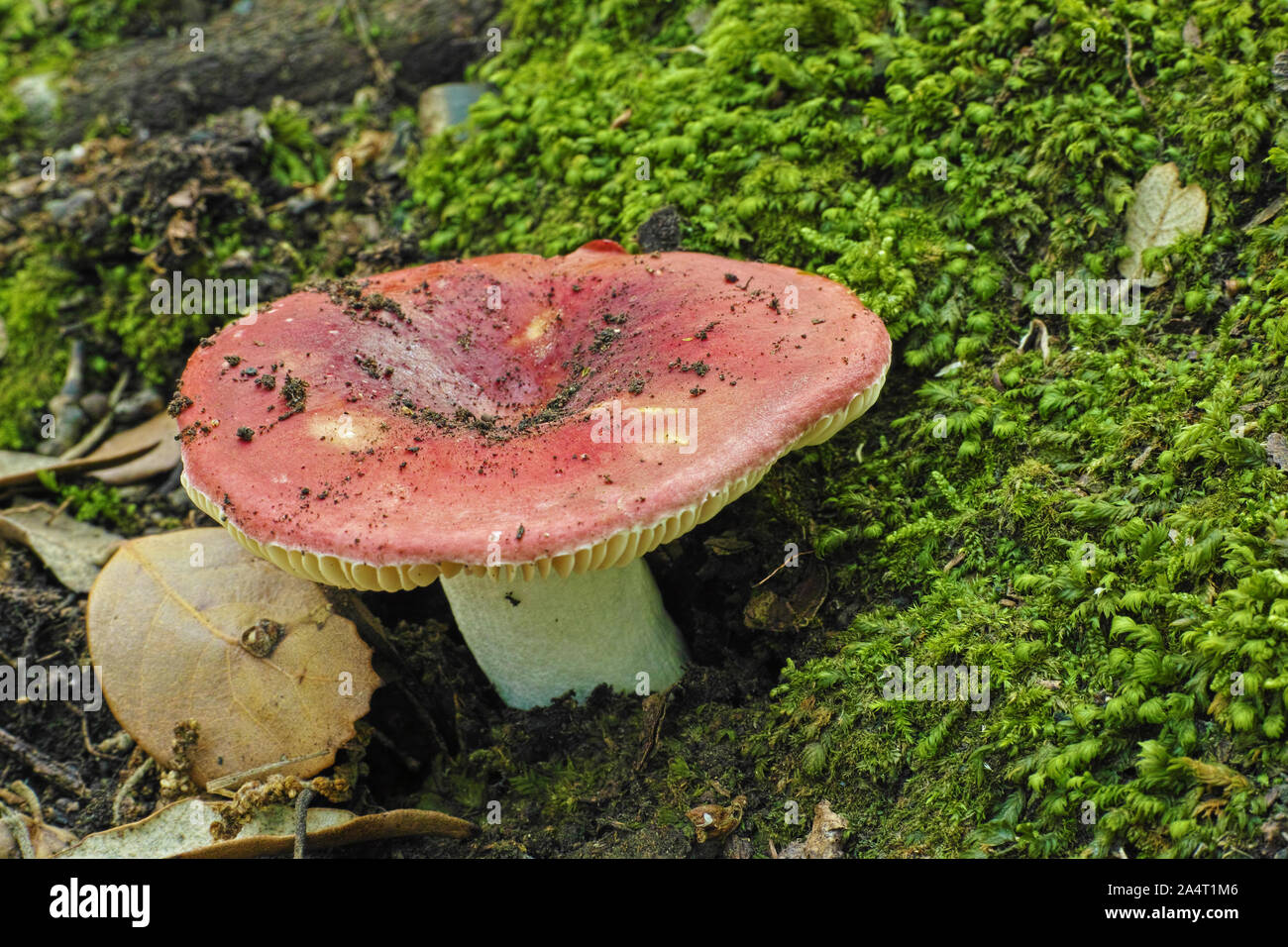 Esemplare di fungo brittlegill sanguinosi, Russula sanguinea, Russulaceae Foto Stock