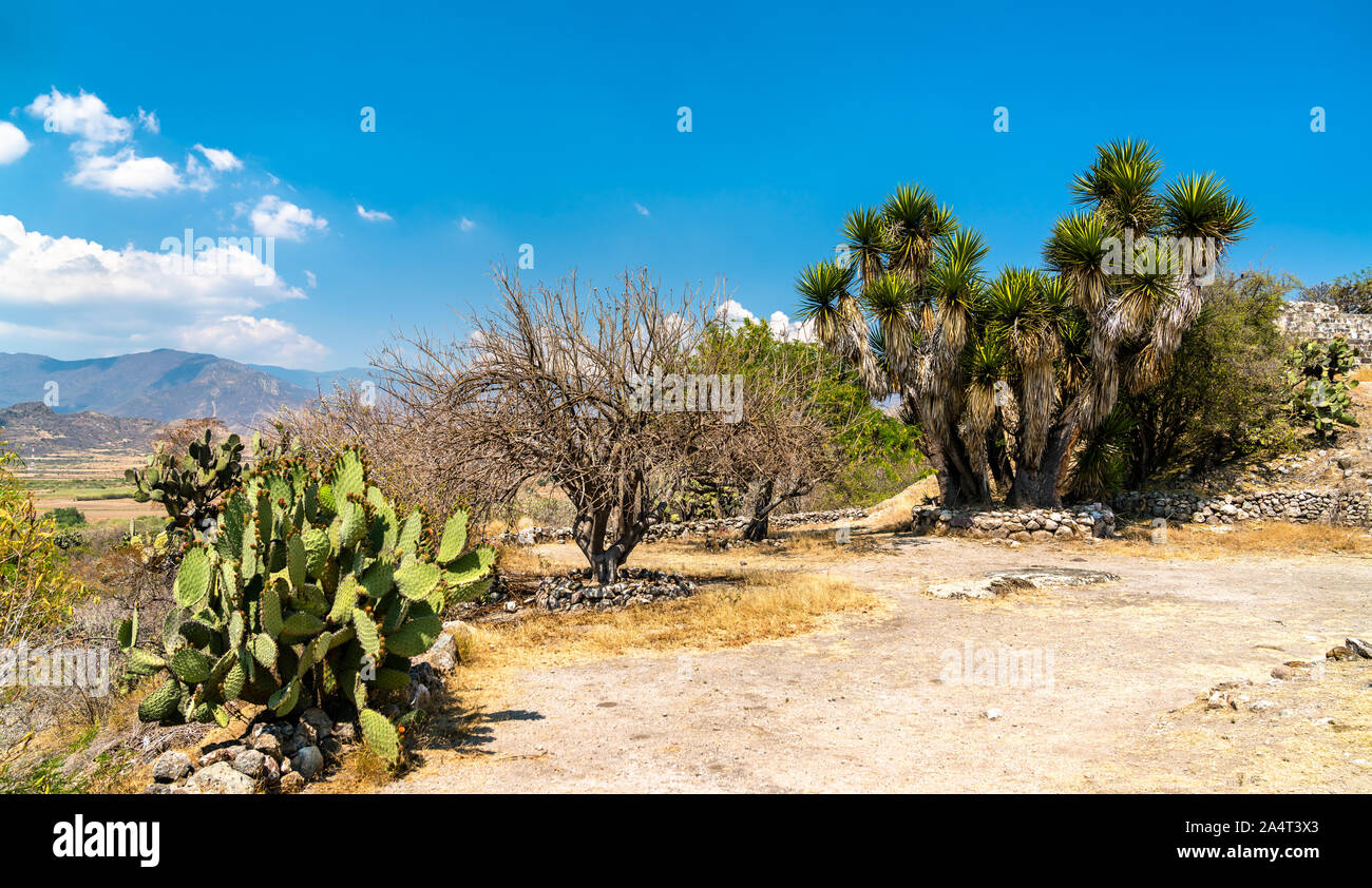 Cactus al Yagul sito archeologico in Messico Foto Stock