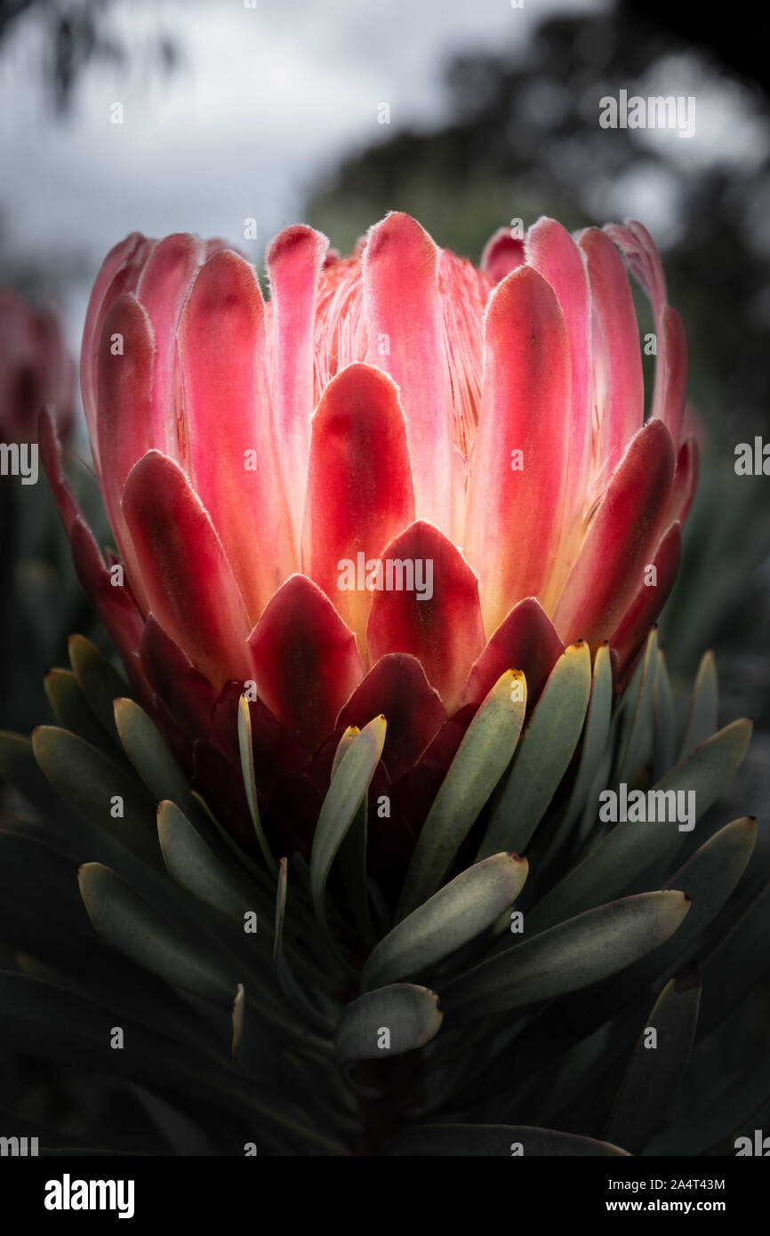 Protea fiore di sfocare lo sfondo - Immagine verticale Foto Stock