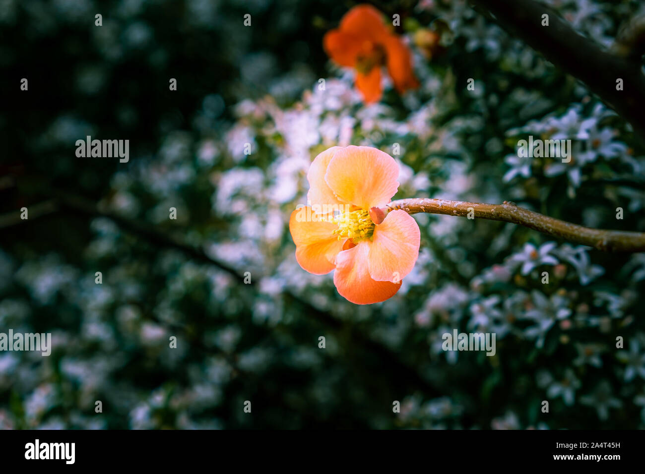Unico fiore di ciliegio fiore su un ramo contro sfocata sullo sfondo verde con spazio di copia Foto Stock
