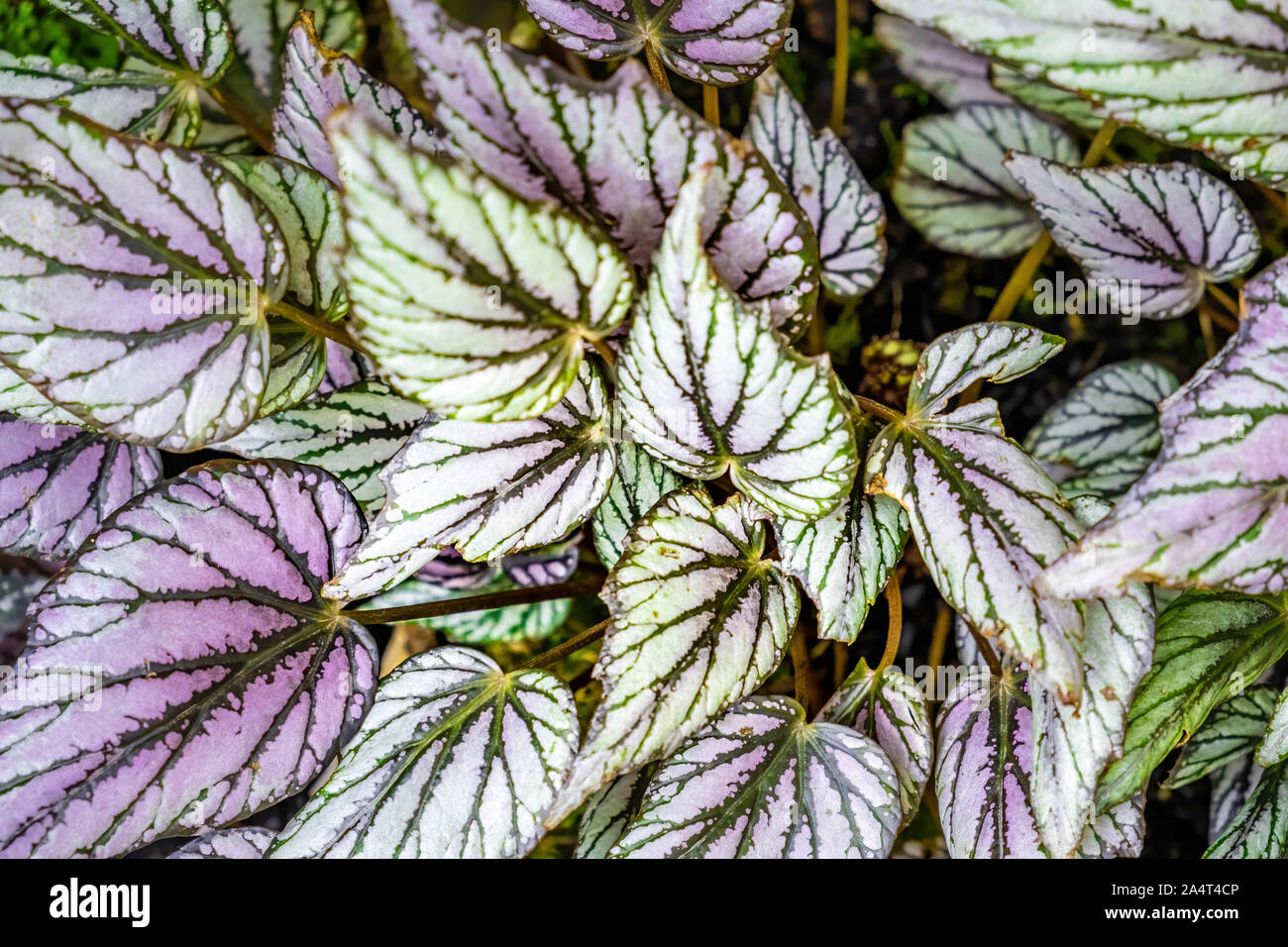 Rex begonia lascia texture di sfondo Foto Stock