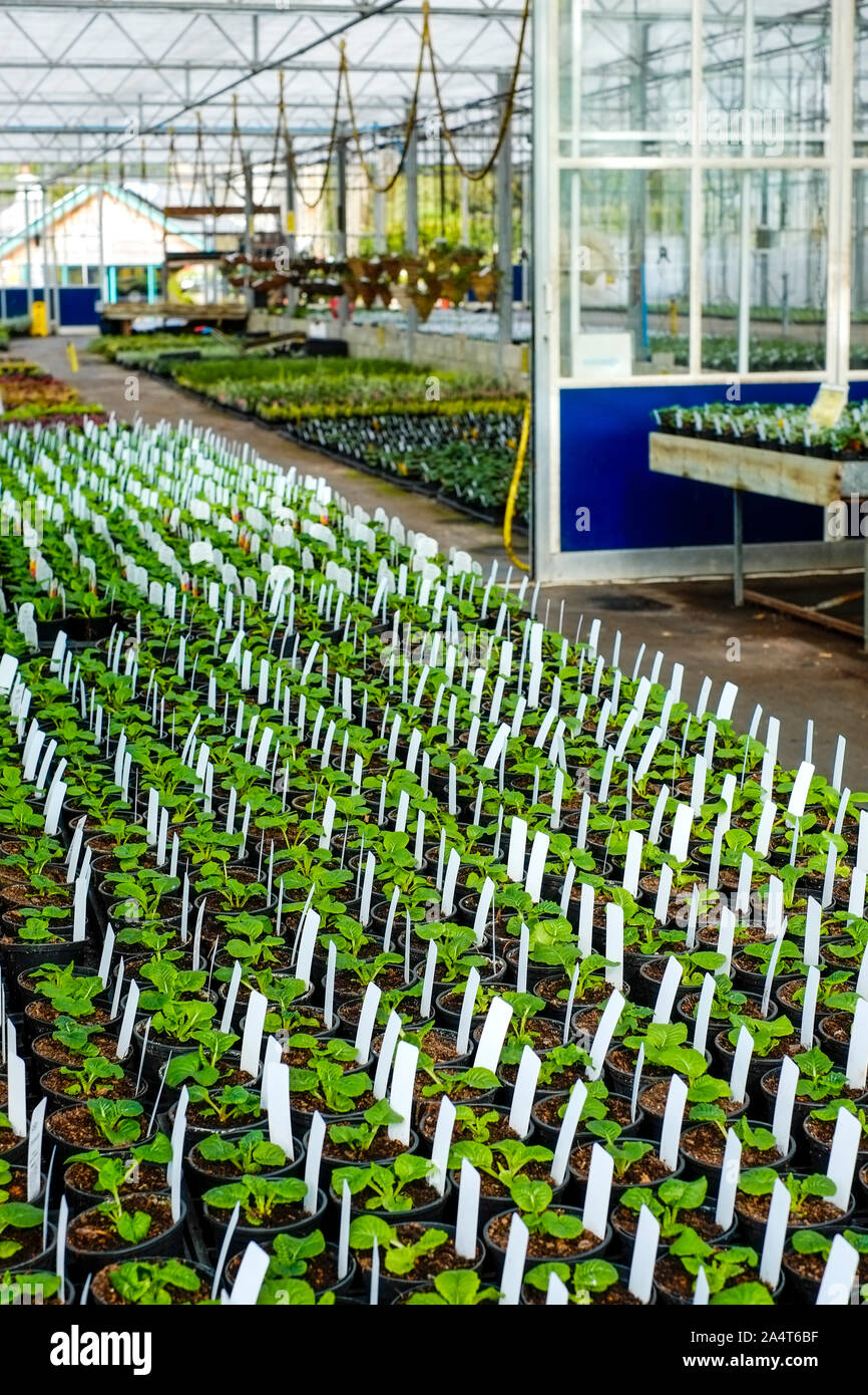 Piantine di piante essendo cresciuto all'interno di una serra in un giardino vivaio. Foto Stock