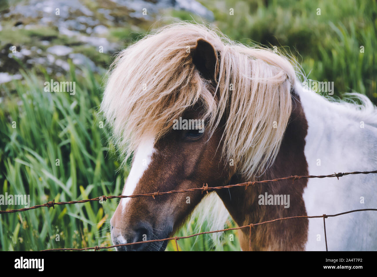 Pony Shetland in piedi accanto al filo spinato, Isle of Harris, Ebridi Esterne, Scozia Foto Stock