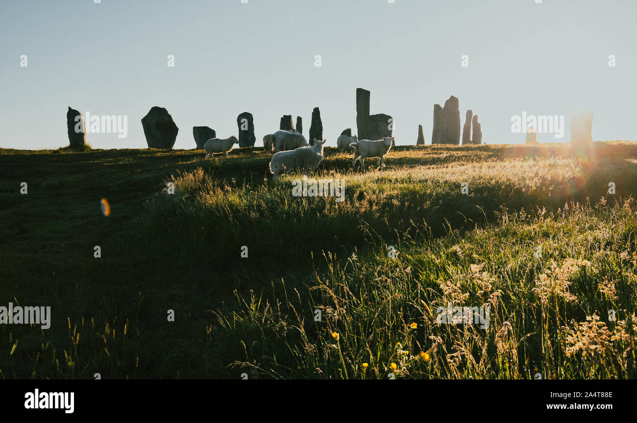 Pecore il roaming tra le pietre di Callanish presso sunrise, isola di Lewis, Ebridi Esterne, Scozia Foto Stock