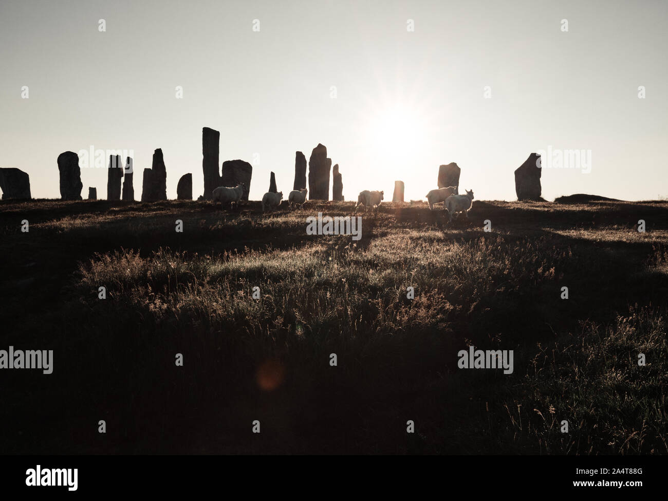 Pecore il roaming tra le pietre di Callanish all'alba, isola di Lewis, Ebridi Esterne, Scozia Foto Stock