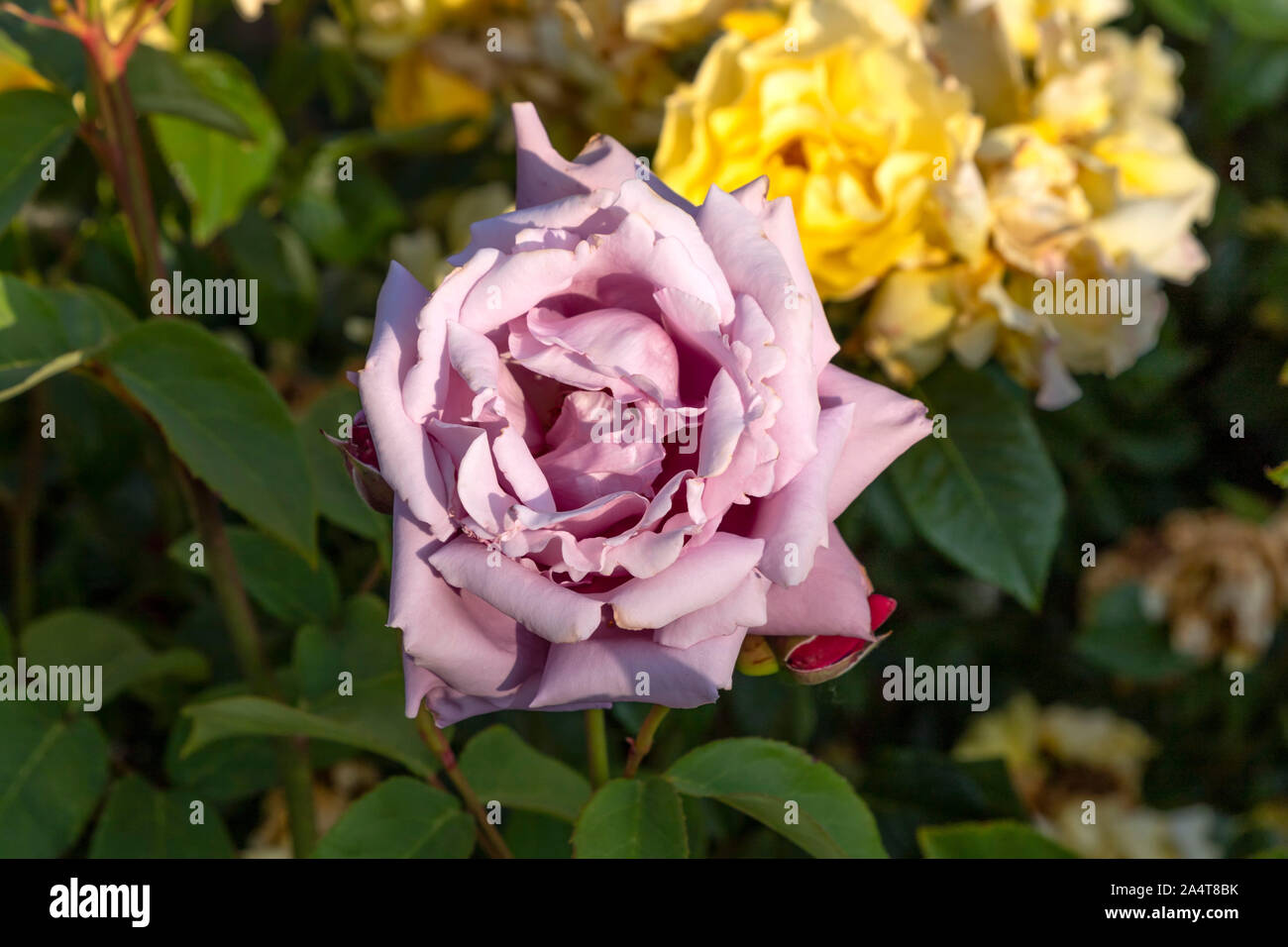 Testa di un viola rose fiore close up su uno sfondo sfocato di rose giallo Foto Stock