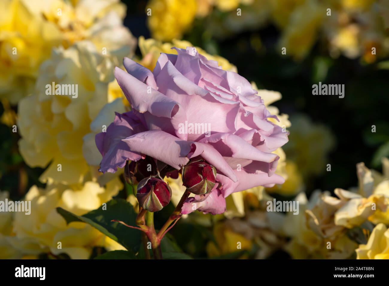 Testa di un viola rose fiore close up su uno sfondo sfocato di rose giallo Foto Stock
