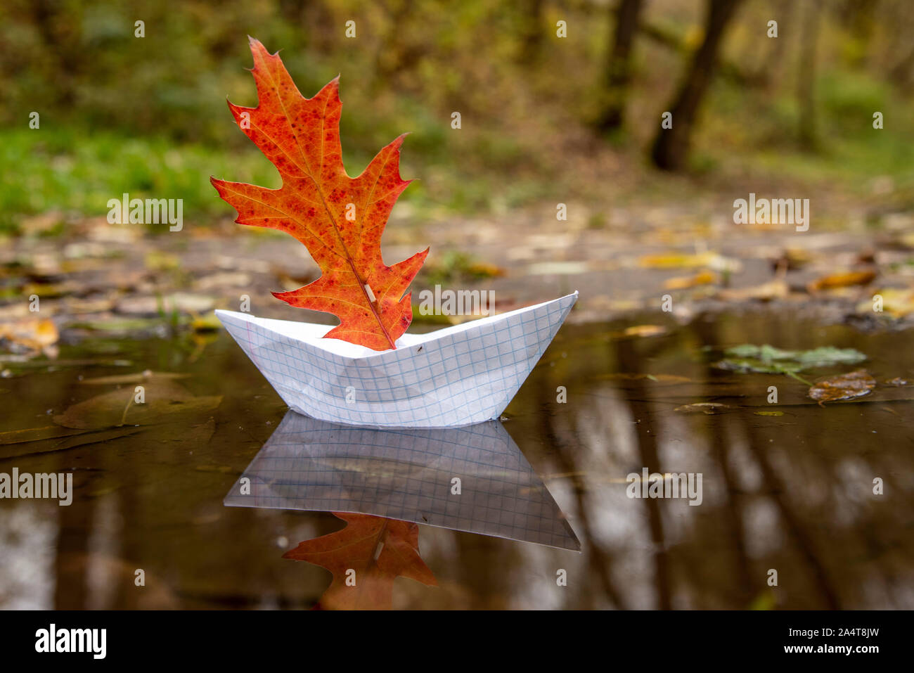 La carta imbarcazione galleggia su un autunno pozzanghera, essendo riflessa  nell'acqua. Invece di una vela, una quercia rossa foglie Foto stock - Alamy