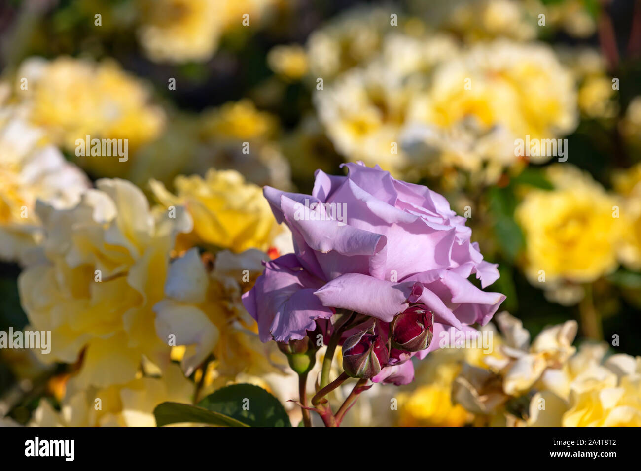 Testa di un viola rose fiore close-up su uno sfondo sfocato di rose giallo Foto Stock