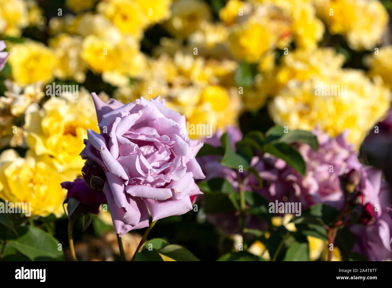 Testa di un viola rose fiore close-up su uno sfondo sfocato di rose giallo Foto Stock