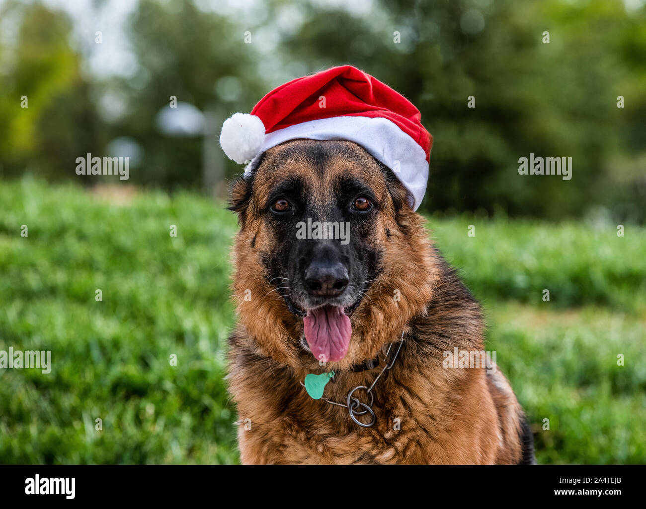 Close-up di un pastore tedesco cane una toccata con Papa Noel hat Foto Stock