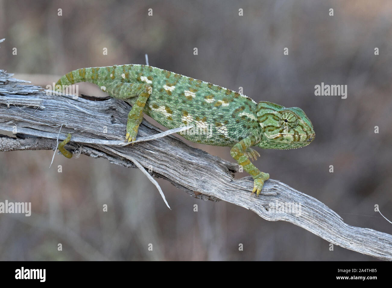 Mediterraneo (Camaleonte Chamaeleo chamaeleon) Foto Stock