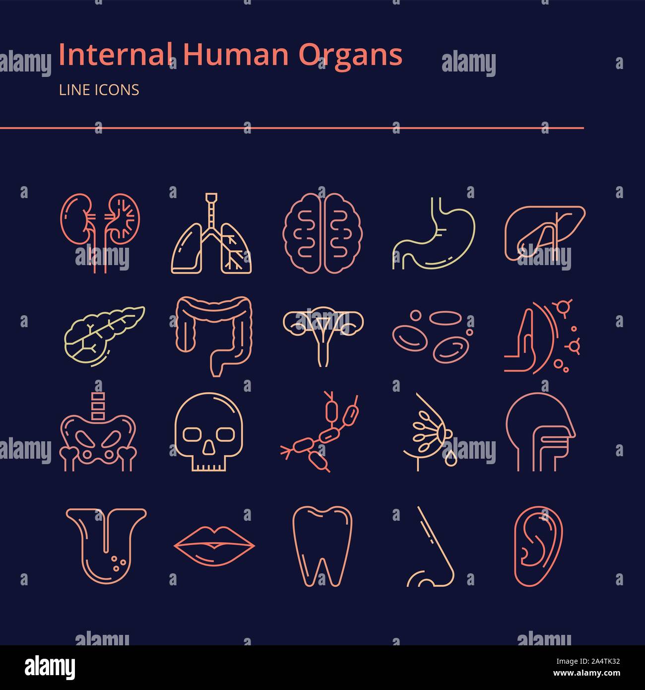 Set di vettore lineare icone colorate di umana degli organi interni. Illustrazione Vettoriale