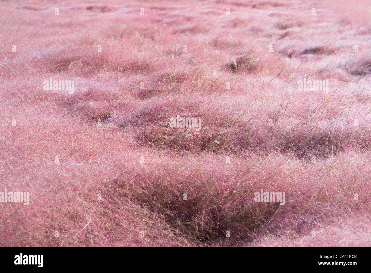 Campo di Muhly rosa fiori di erba o Muhlenbergia Capillaris in piena fioritura Foto Stock