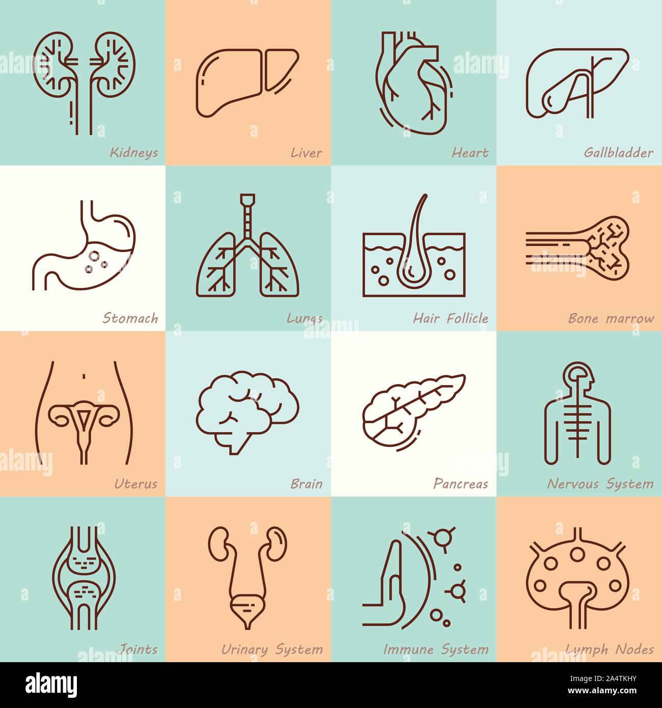 Set di grandi dimensioni del vettore lineare icone di organi umani con le firme. Illustrazione Vettoriale