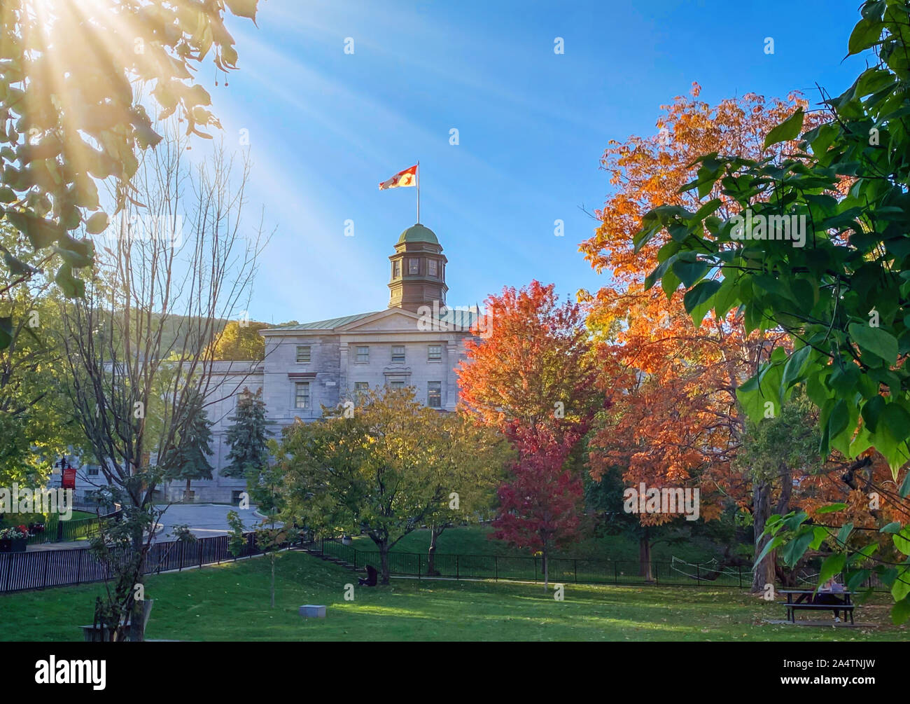 Alberi di arancio nel parco presso la McGill University campus in autunno, Montreal, Quebec, Canada Foto Stock