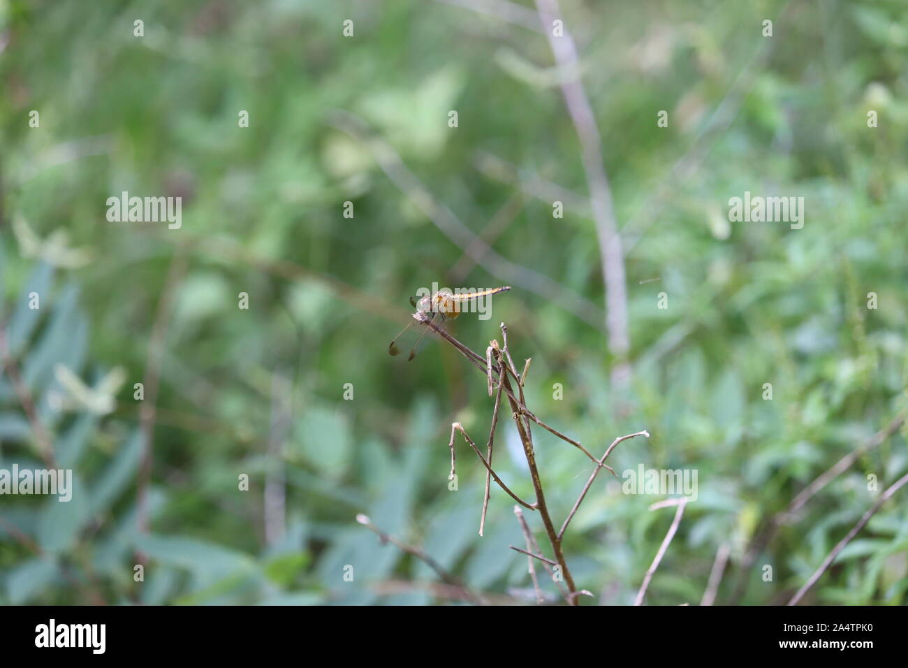 Dragonfly seduto su una boccola. Dragonfly vicino la natura di insetti - Immagine Foto Stock