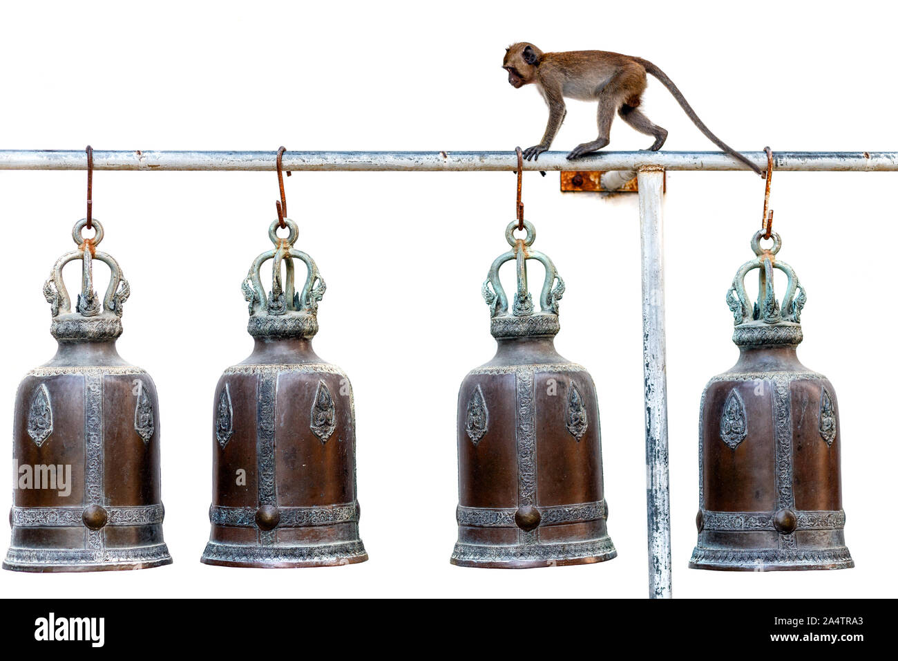 Monkey camminando su un palo metallico con tempio Buddista campane isolati su sfondo bianco Foto Stock