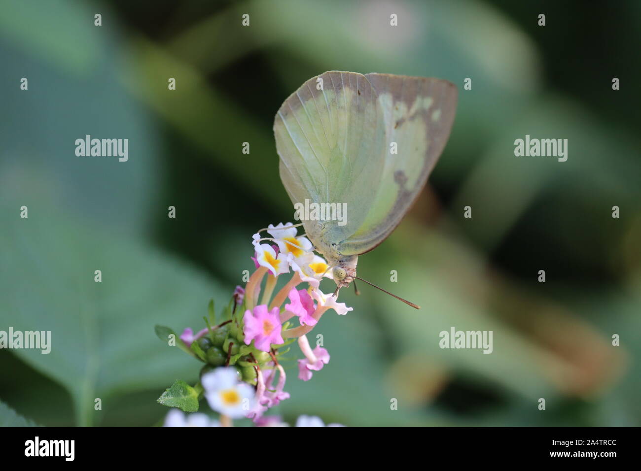 Un piccolo bianco o sarcococca rapae butterfly su lantana camara fiori Foto Stock