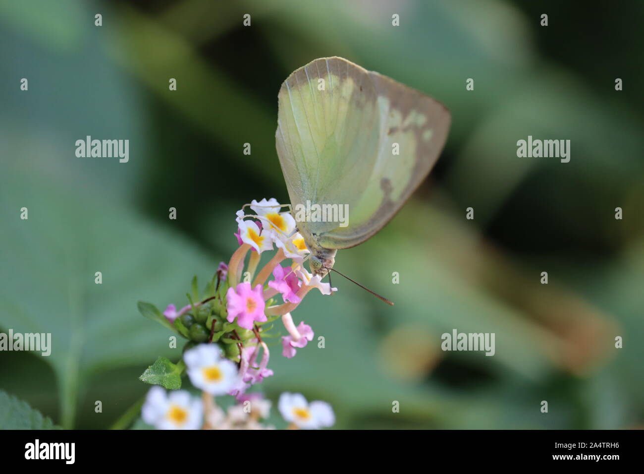 Un piccolo bianco o sarcococca rapae butterfly su lantana camara fiori Foto Stock