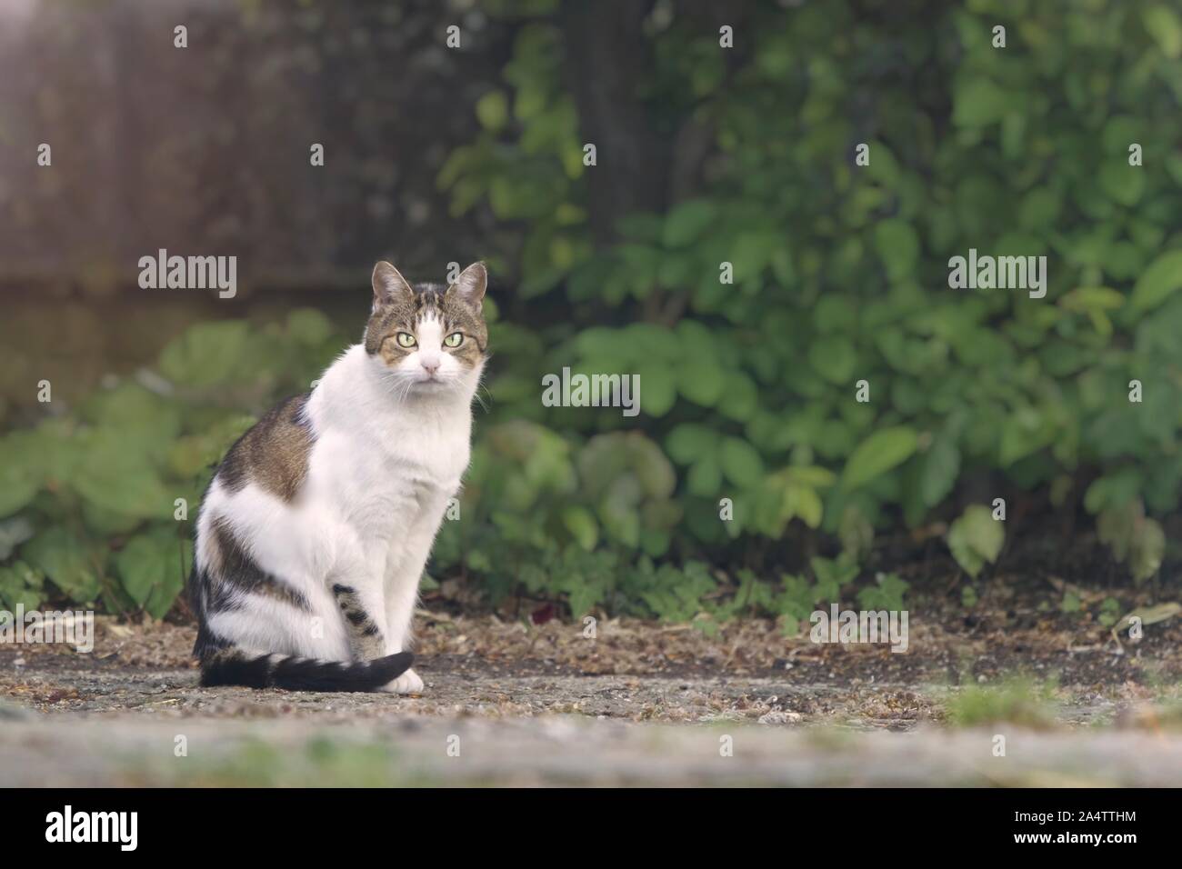 Carino tabby cat seduti all'aperto e guardando la fotocamera. Foto Stock