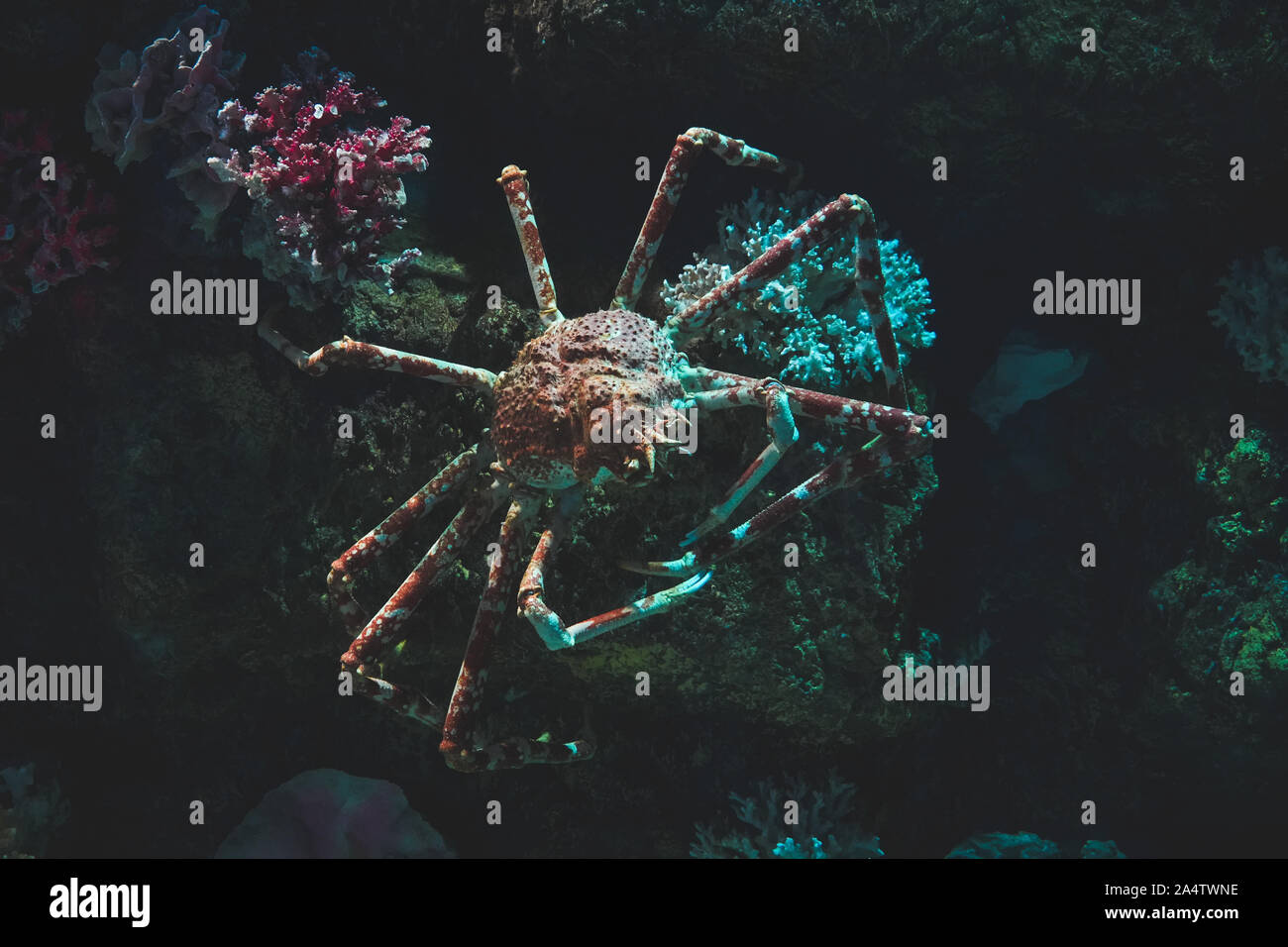 Il ragno gigante granchi nel loro habitat naturale in pietre scure Foto Stock